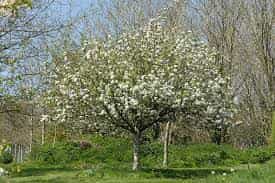 Trees - Apple Discovery (Malus Domestica)