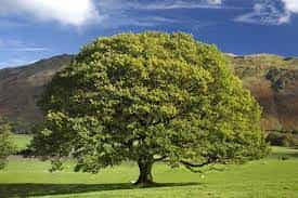 Tree- Quercus Robur (English Oak)