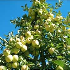 Trees - Apple Golden Delicious (Malus Domestica)