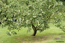 Trees - Apple Granny Smith (Malus Domestica)