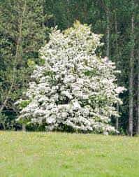 Hawthorn