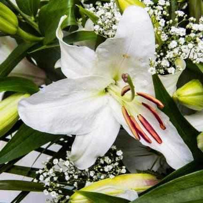 Luxury Lilies