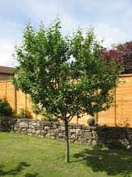Trees - Plum Opal (Prunus Domestica)