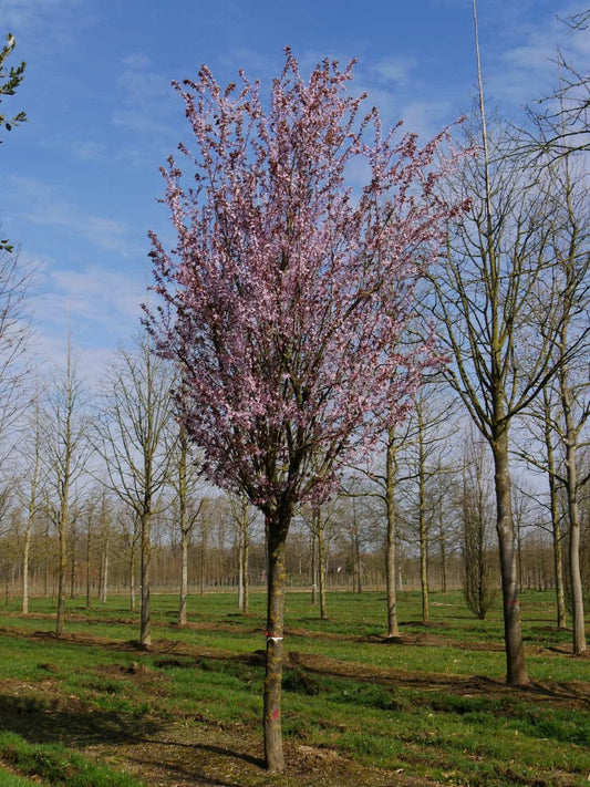 Tree- Prunus Cerasifera Nigra - Purple Plum