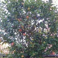 Trees - Apple Red Devil (Malus domestica)