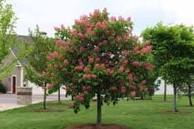 Tree- Red horse chestnut (Carnes Briotii)