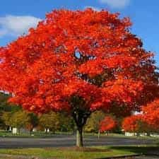 Tree- Red Oak (Quercus Rubra)