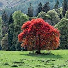 Tree- Copper Beech