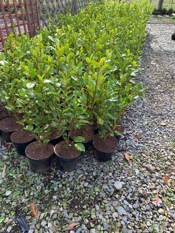Grisilena Hedge 2ft to 3ft