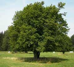 Tree- Carpinus Betulus
