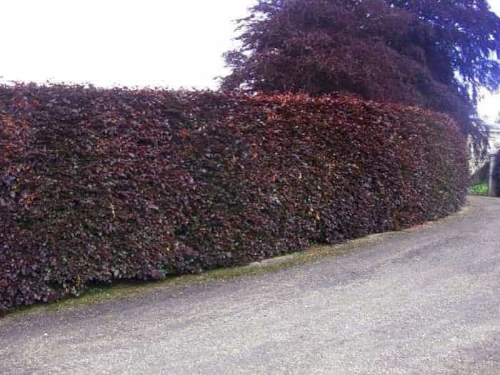 Copper Beech Hedge