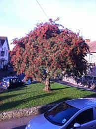 Tree- Cotoneaster Frigidus Cornubia