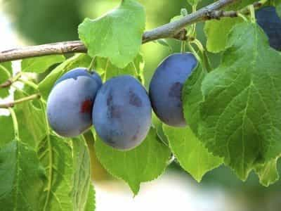 Trees - Plum Damson