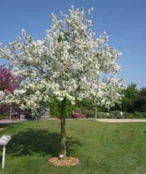 Tree- Malus Evereste - Flowering Crabapple