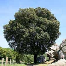 Tree- Evergreen Oak (Quercus ilex)