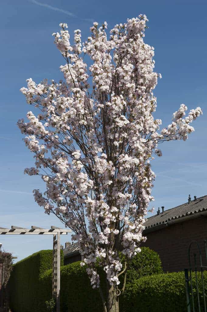 Flagpole Cherry ( Prunus Amanogawa )