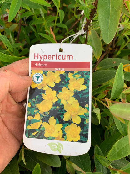 Hypericum "Hidcote"