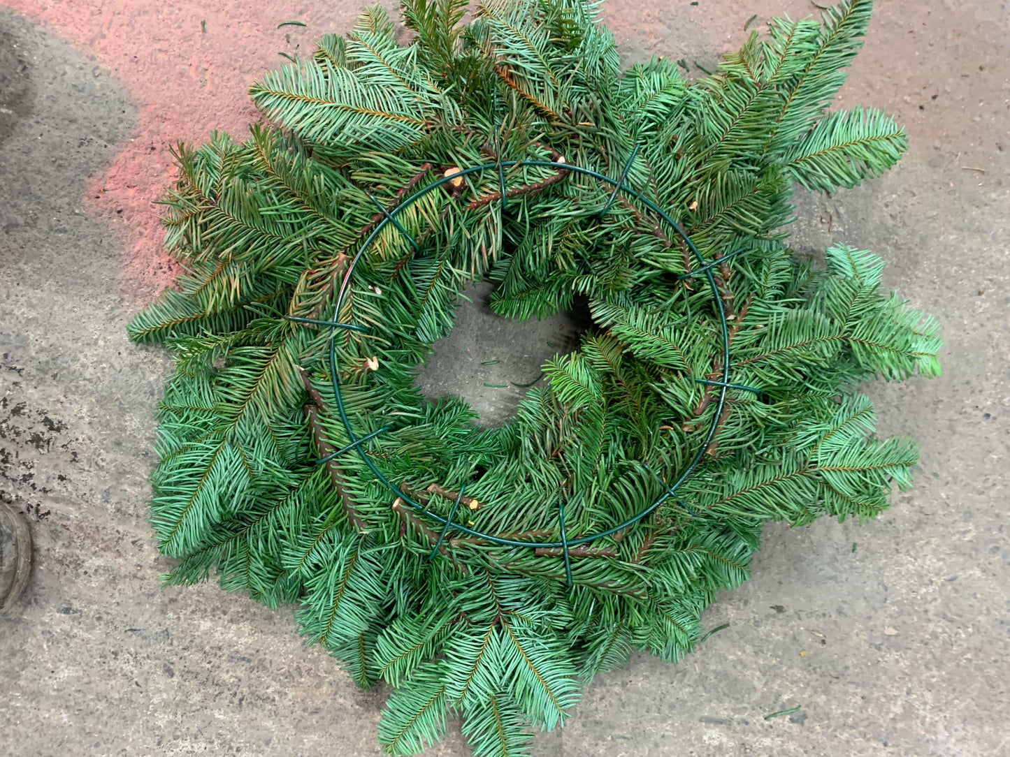 Spruce / Noblis Wreath