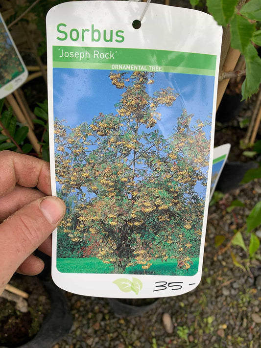 Tree - Sorbus “Joesph Rock ”