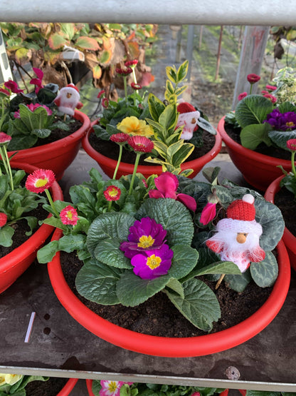 Planted 27cm bowl