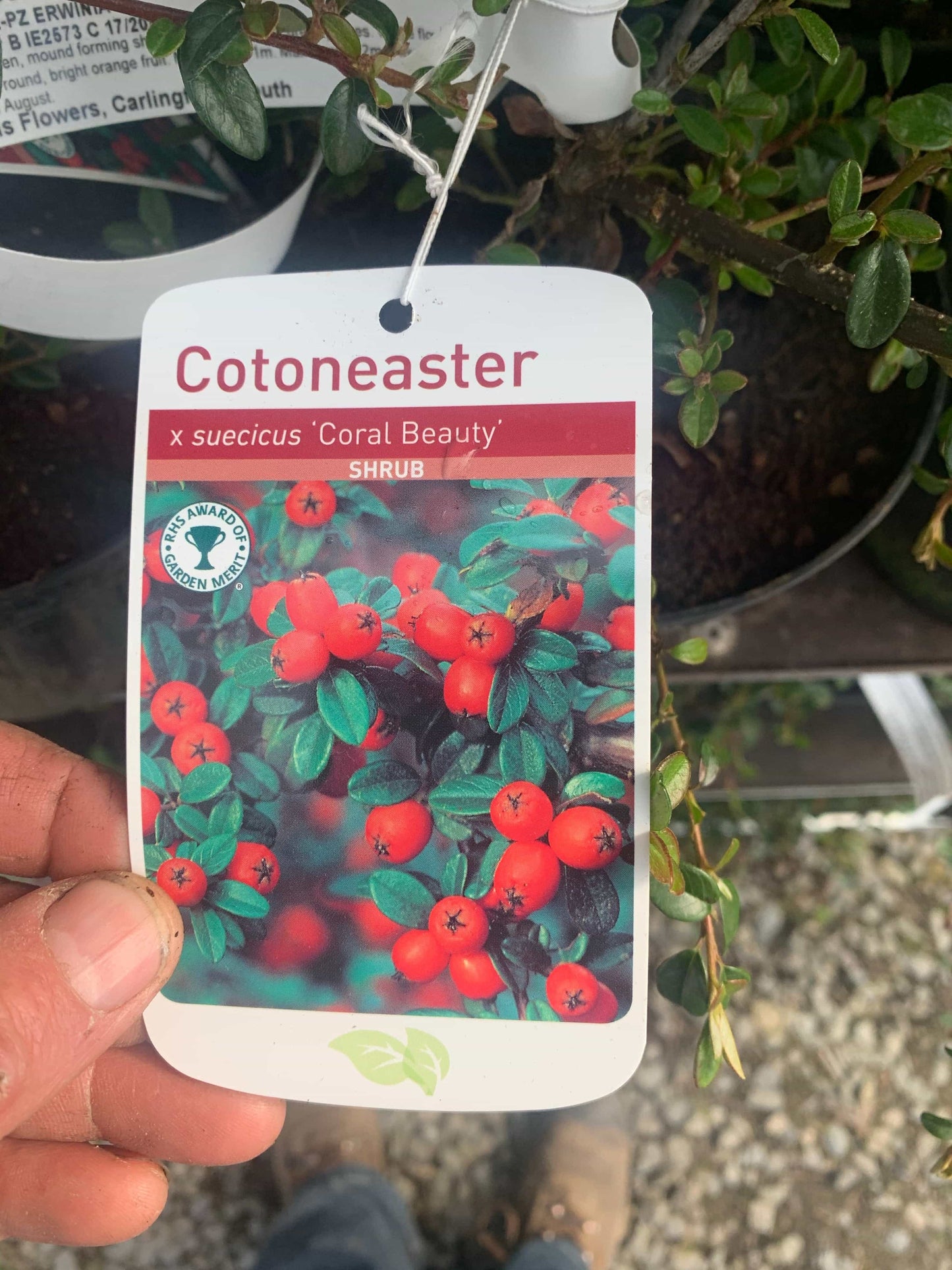 Cotoneaster “Coral Beauty”