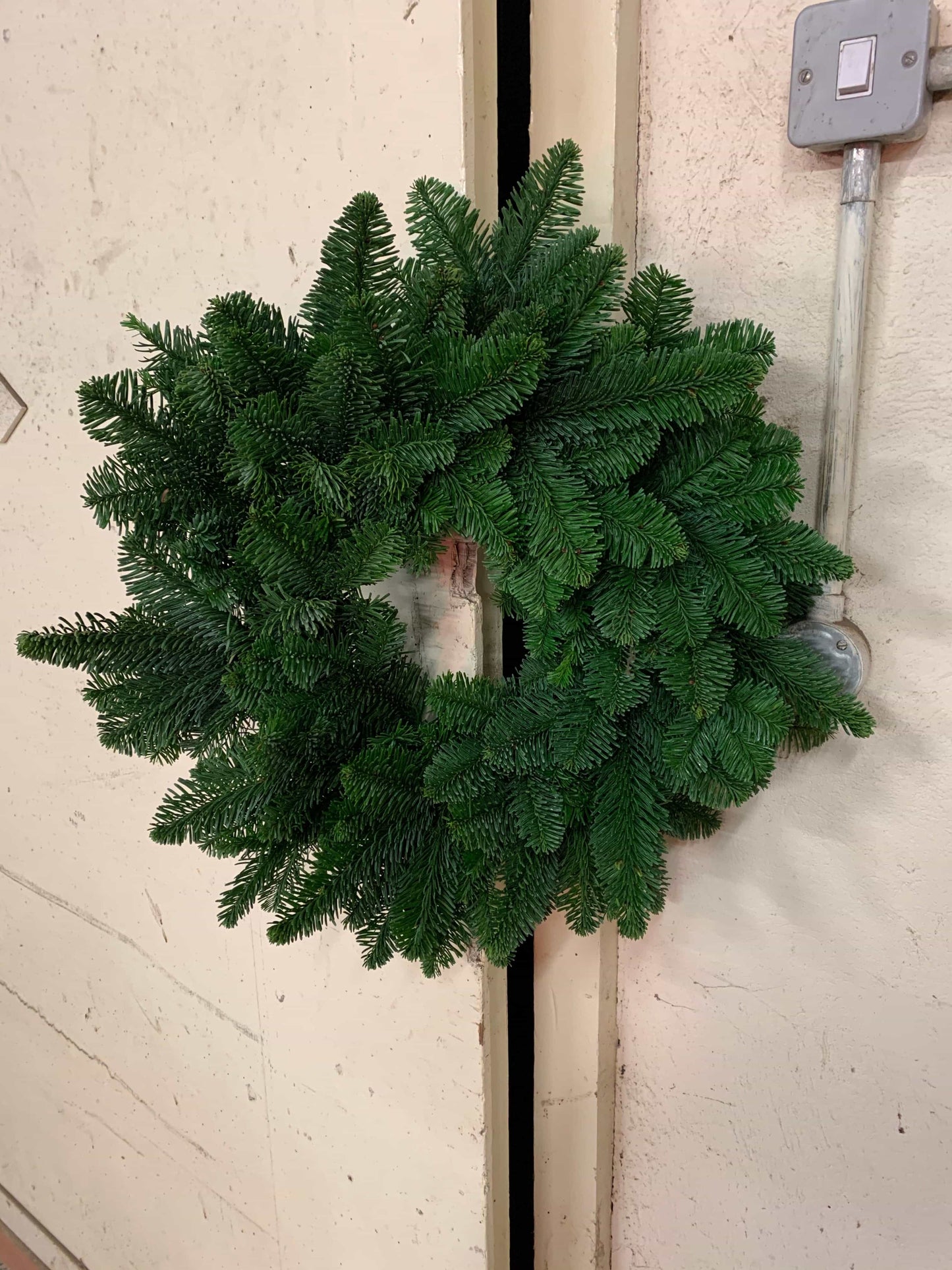 Spruce / Noblis Wreath