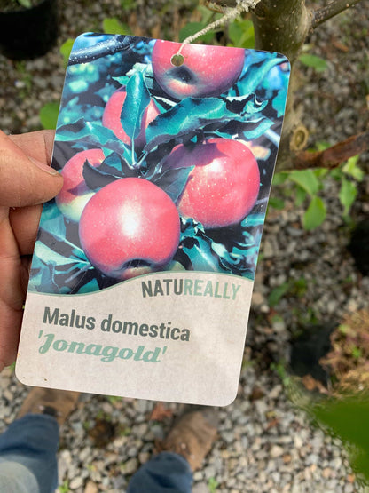 Trees Apple - Jonagold