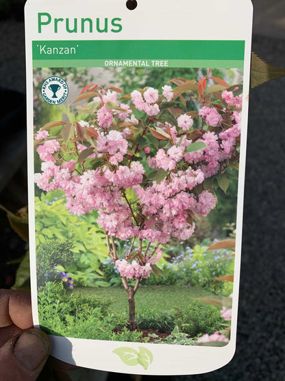 Flowering Cherry Blossom