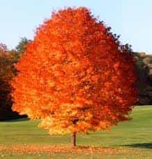 Tree- October Glory/Red Maple (Acer Rubrum)
