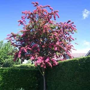 Tree- Crataegus Laevigata (Paul's Scarlet)