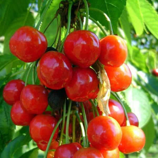 Trees - Cherry Morel
