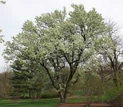 Tree- Pyrus Calleryana Chanticleer