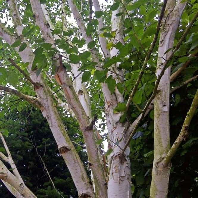 Tree- Betula Utilis Jacquemontii (Silver Birch)