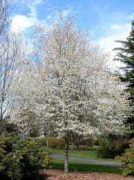 Tree- Snowy Mespilus (Amelanchier Canadensis)