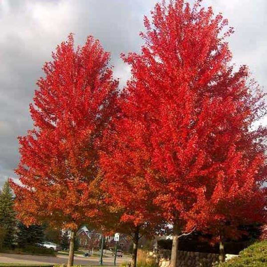 Tree- Acer Freemanii Jefferson Red (Autumn Blaze)