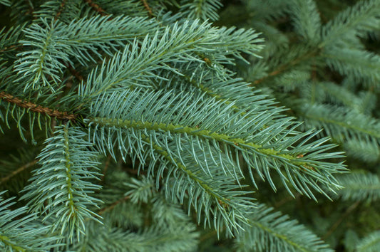 Bag of Spruce Foliage